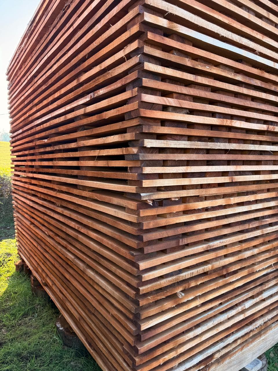 Australian Blackwood